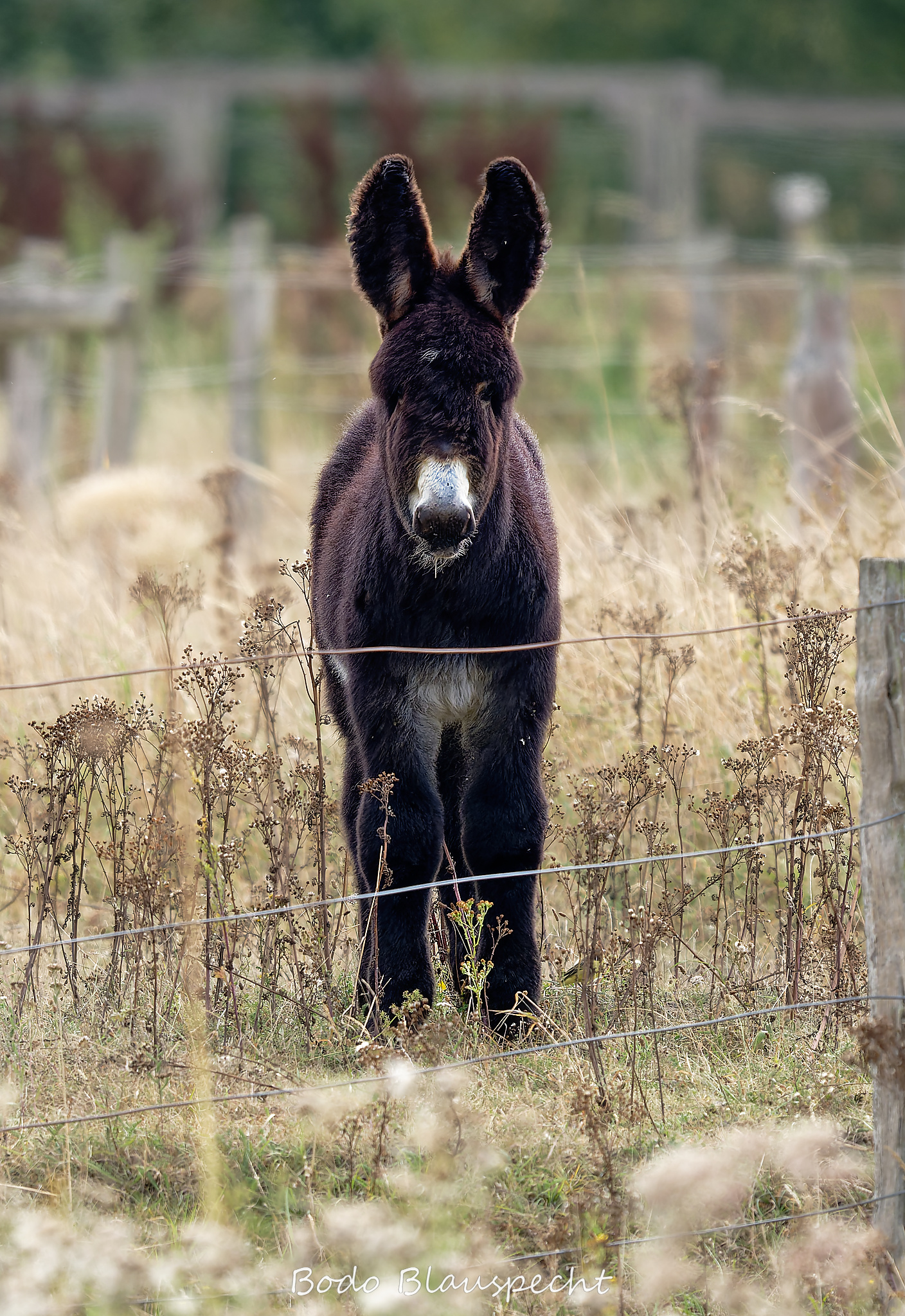08.23 16.22 39   Poitou Esel   Steveraue WEB